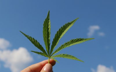 Gli effetti dell’ormai illecita cannabis light su ansia e depressione